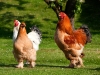 87307-kippen-en-haan-lopen-over-gras