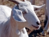 Goat_with_unusual_horns (2)