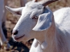 Goat_with_unusual_horns