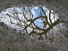 puddle-reflection-a-benita-marquez
