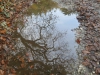 trees-refected-in-a-puddle