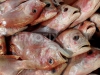 1420120941-muara-angke-fish-market_6571975