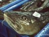 cod-in-a-fish-market-cod-is-s