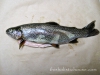 fresh-fish-2011888139