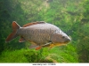 photo-of-a-swimming-gibel-carp-with-lightgreen-plants-in-the-background-e1rb2e