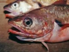 red-cod-Pseudophycis-bachus-head