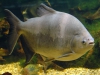 tambaqui-fish-amazon-wikimedia-commons-tino-strauss