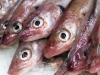 Verse vis dinsdag bij een vishandel in IJmuiden. De visverkoop blijft groeien in Nederland. Verse vis wordt vooral gekocht bij de visspeciaalzaak, op de markt op bij een kraam. Zie EMBARGO-bericht dd heden ANP: DENHAAG-VISBUREAU-VIS.