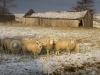schapen-in-de-sneeuw-4-407126
